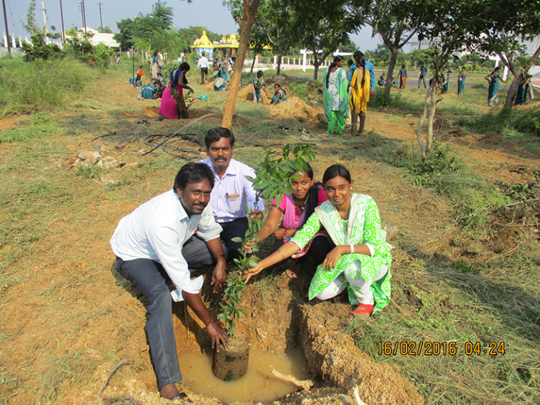 Tree Plantation